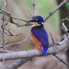 Ceyx azureus at Mogo, NSW - suppressed