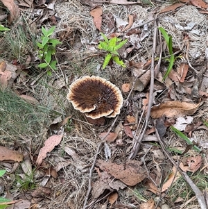 Sanguinoderma rude at Kambah, ACT - 10 Mar 2025 10:41 AM