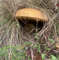 Phlebopus marginatus (Giant Bolete) at Kambah, ACT - 10 Mar 2025 by Evi