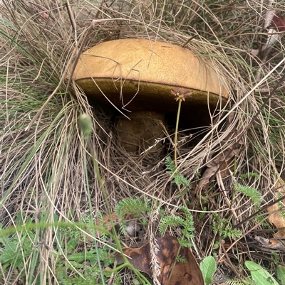 Unidentified Fungus at Kambah, ACT - Yesterday by Evi