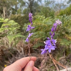 Veronica perfoliata (Digger's Speedwell) at Kambah, ACT - Yesterday by Evi