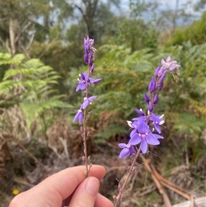 Veronica perfoliata (Digger's Speedwell) at Kambah, ACT - 10 Mar 2025 by Evi