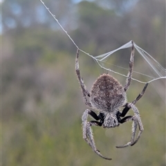 Unidentified Orb-weaving spider (several families) at Vincentia, NSW - 8 Mar 2025 by Miranda