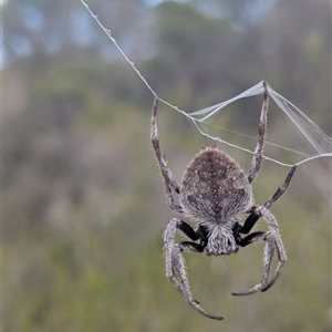 Unidentified Orb-weaving spider (several families) at Vincentia, NSW - 8 Mar 2025 by Miranda