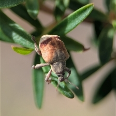 Gonipterus sp. (genus) (Eucalyptus Weevil) at Vincentia, NSW - 8 Mar 2025 by Miranda