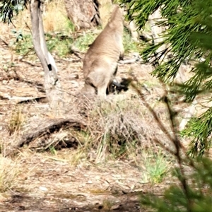 Macropus giganteus at Watson, ACT - 10 Mar 2025 10:03 AM