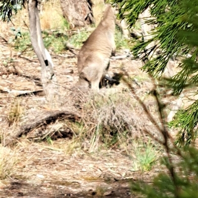 Macropus giganteus (Eastern Grey Kangaroo) at Watson, ACT - 10 Mar 2025 by abread111