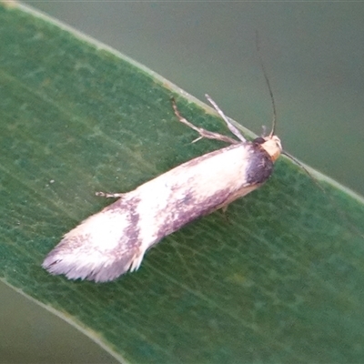 Isomoralla pyrrhoptera (A concealer moth) at Hall, ACT - 10 Mar 2025 by Anna123