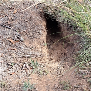 Oryctolagus cuniculus (European Rabbit) at Watson, ACT - Yesterday by abread111