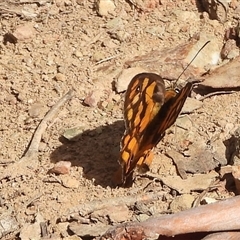 Heteronympha penelope (Shouldered Brown) at Pialligo, ACT - Yesterday by DavidDedenczuk