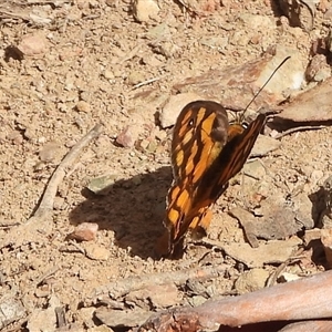 Heteronympha penelope (Shouldered Brown) at Pialligo, ACT - Yesterday by DavidDedenczuk