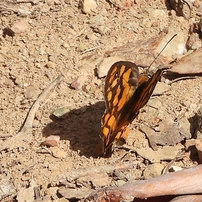 Heteronympha penelope (Shouldered Brown) at Pialligo, ACT - 10 Mar 2025 by DavidDedenczuk