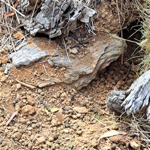 Oryctolagus cuniculus (European Rabbit) at Watson, ACT - Yesterday by abread111