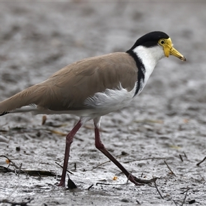 Vanellus miles (Masked Lapwing) at Mogo, NSW - 8 Mar 2025 by jb2602