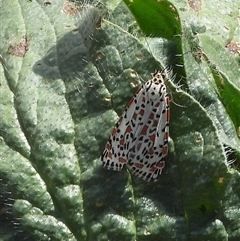 Utetheisa pulchelloides (Heliotrope Moth) at Kenny, ACT - Yesterday by DavidDedenczuk