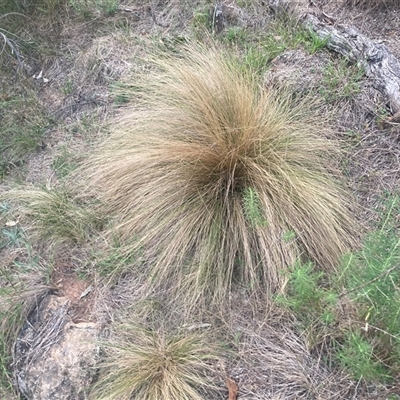 Nassella trichotoma (Serrated Tussock) at Hackett, ACT - 2 Mar 2025 by PeterMiller4722