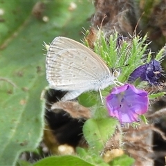 Zizina otis (Common Grass-Blue) at Kenny, ACT - 10 Mar 2025 by DavidDedenczuk