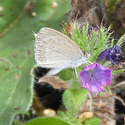 Zizina otis (Common Grass-Blue) at Kenny, ACT - Yesterday by DavidDedenczuk