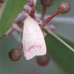 Heteroteucha occidua (A concealer moth) at Hall, ACT - 10 Mar 2025 by Anna123