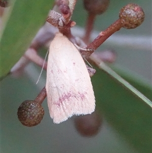 Heteroteucha occidua (A concealer moth) at Hall, ACT - Yesterday by Anna123