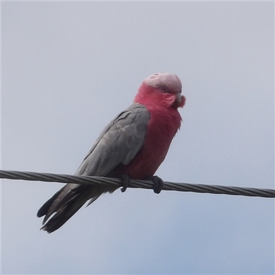 Eolophus roseicapilla (Galah) at Braidwood, NSW - 10 Mar 2025 by MatthewFrawley