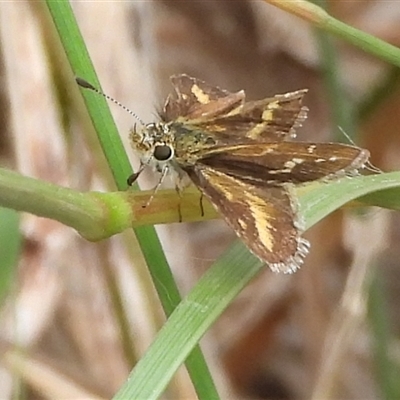 Taractrocera papyria (White-banded Grass-dart) at Strathnairn, ACT - 10 Mar 2025 by DavidDedenczuk