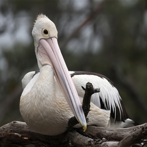 Pelecanus conspicillatus (Australian Pelican) at Mogo, NSW - 8 Mar 2025 by jb2602