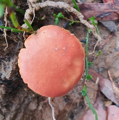 Unidentified Cap on a stem; gills below cap [mushrooms or mushroom-like] by Aussiegall