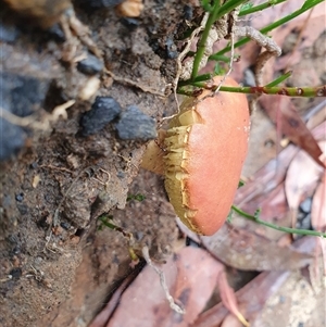 Russula sp. (genus) at Penrose, NSW - suppressed