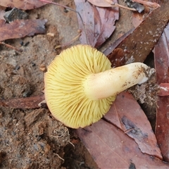 Russula sp. (genus) at Penrose, NSW - suppressed