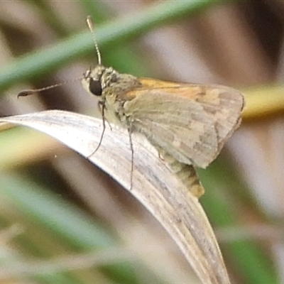 Ocybadistes walkeri (Green Grass-dart) at Strathnairn, ACT - 10 Mar 2025 by DavidDedenczuk