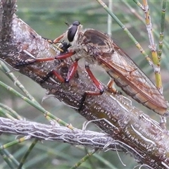 Colepia sp. (genus) (A robber fly) at Strathnairn, ACT - 10 Mar 2025 by DavidDedenczuk