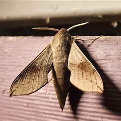 Hippotion scrofa (Coprosma Hawk Moth) at Captains Flat, NSW - 9 Mar 2025 by Csteele4