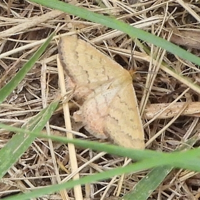 Scopula rubraria (Reddish Wave, Plantain Moth) at Strathnairn, ACT - Yesterday by DavidDedenczuk