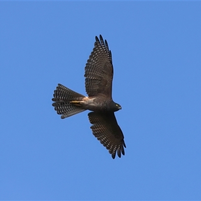 Tachyspiza fasciata (Brown Goshawk) at Jeremadra, NSW - 8 Mar 2025 by jb2602