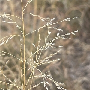 Eragrostis curvula (African Lovegrass) at Murrumbucca, NSW - 10 Mar 2025 by JaneR