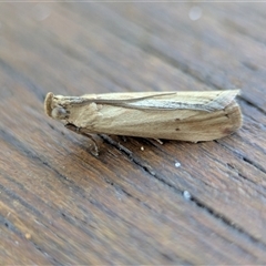 Morosaphycita oculiferella (A Pyralid moth (Phycitinae) at Vincentia, NSW - 8 Mar 2025 by Miranda