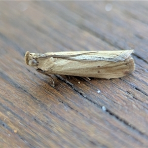 Unidentified Moth (Lepidoptera) at Vincentia, NSW - 8 Mar 2025 by Miranda