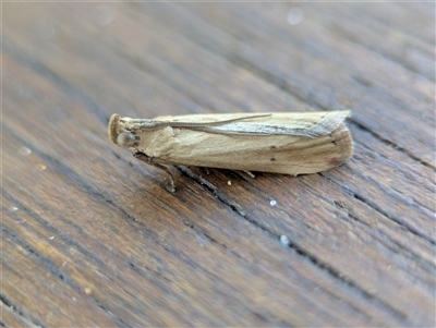 Morosaphycita oculiferella (A Pyralid moth (Phycitinae) at Vincentia, NSW - 8 Mar 2025 by Miranda