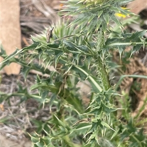 Carduus nutans (Nodding Thistle) at Shannons Flat, NSW - Yesterday by JaneR