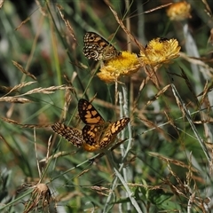 Oreixenica lathoniella (Silver Xenica) at Cotter River, ACT - 5 Mar 2025 by RAllen