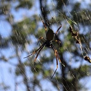 Nephila sp. (genus) at Woodburn, NSW - Yesterday by Clarel