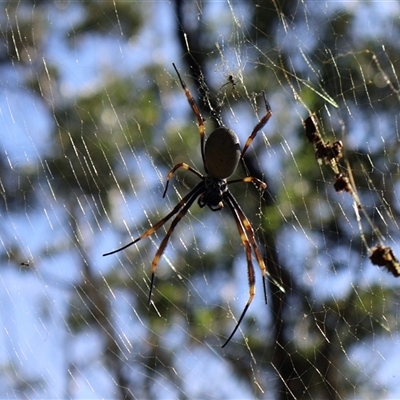 Nephila sp. (genus) at Woodburn, NSW - 10 Mar 2025 by Clarel