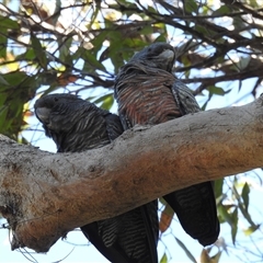 Callocephalon fimbriatum (Gang-gang Cockatoo) at Green Cape, NSW - 8 Mar 2025 by HelenCross