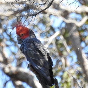 Callocephalon fimbriatum at Green Cape, NSW - suppressed