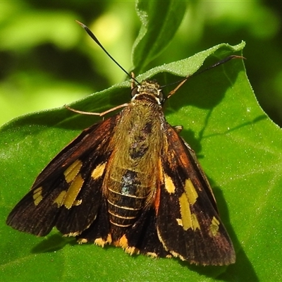 Ocybadistes walkeri (Green Grass-dart) at Green Cape, NSW - 8 Mar 2025 by HelenCross