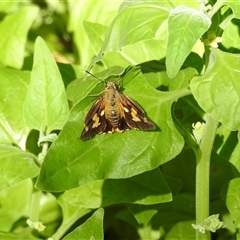 Ocybadistes walkeri at Green Cape, NSW - 8 Mar 2025 03:51 PM