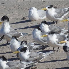 Thalasseus bergii (Crested Tern) at Green Cape, NSW - 8 Mar 2025 by HelenCross