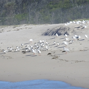 Thalasseus bergii at Green Cape, NSW - 8 Mar 2025 04:51 PM