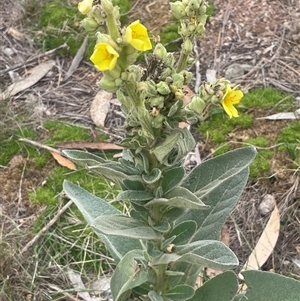 Verbascum thapsus subsp. thapsus (Great Mullein, Aaron's Rod) at Shannons Flat, NSW - 10 Mar 2025 by JaneR